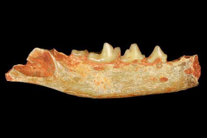 Fossil Bear Dog (Cynodictis) Jaw Section - Occitanie, France #181234
